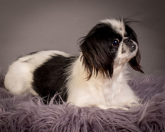 Foster Gypsy Rose-7884