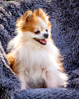 Foster Stella-7854