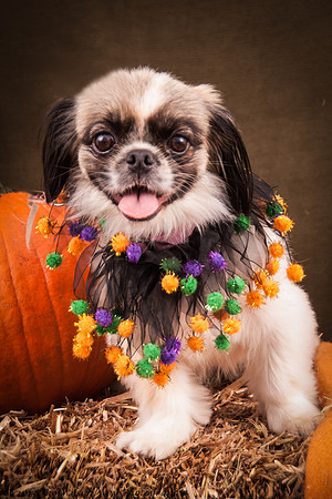 Foster Missy-7561