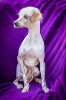 Foster Dobby-8858