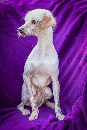 Foster Dobby-8858