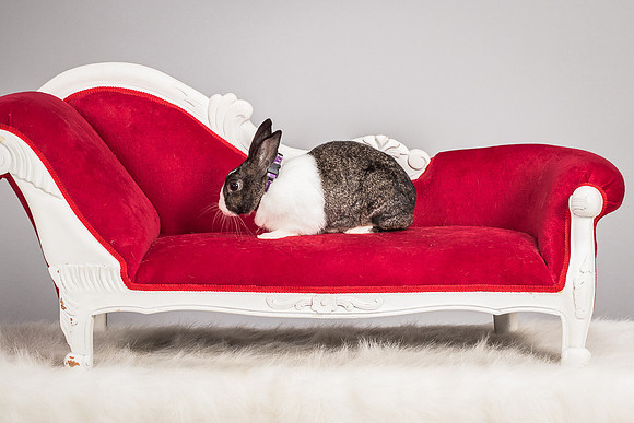 Foster Rabbit Penelope-4796