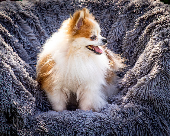 Foster Stella-7873