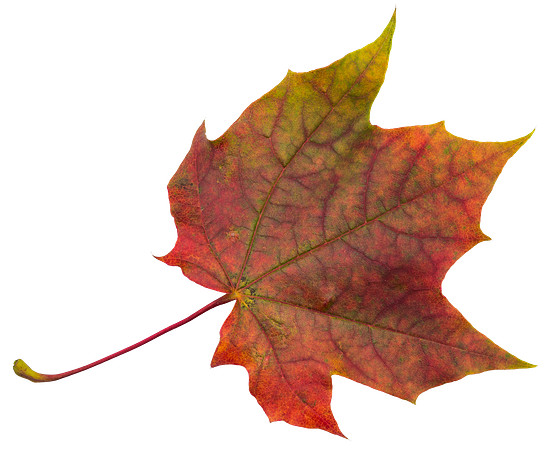 Leaf_42
