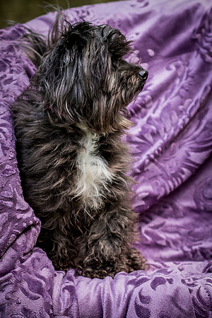 Foster Sammy-8251
