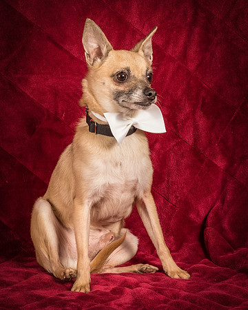 Foster Kiwi-8597