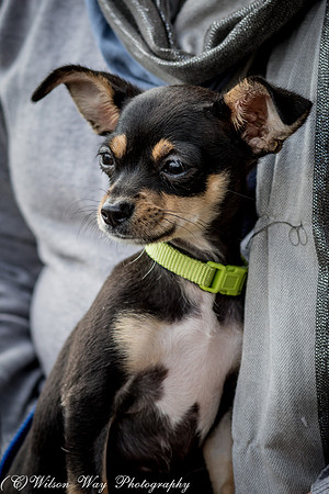 Foster Dandelion-9058