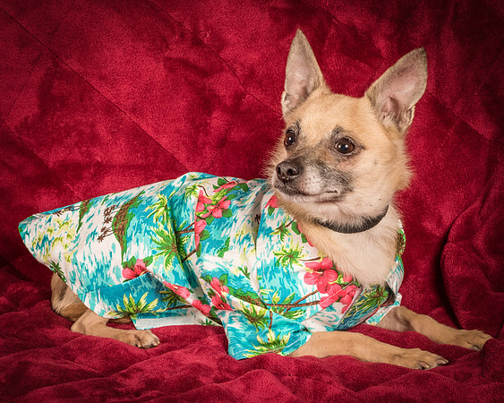 Foster Kiwi-8580