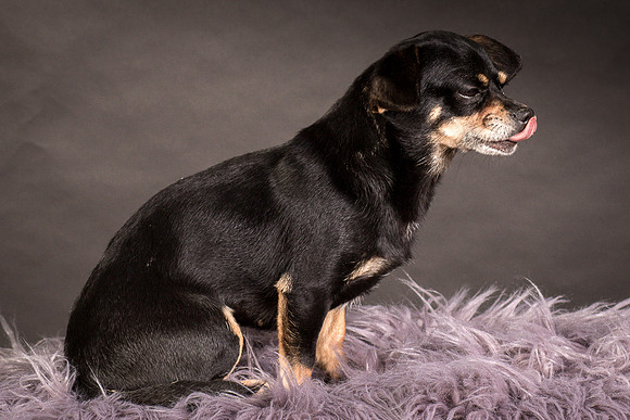 Foster Pansy-9406