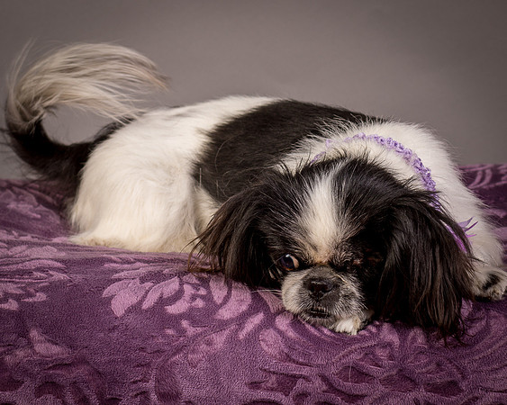 Foster Gypsy Rose-8007