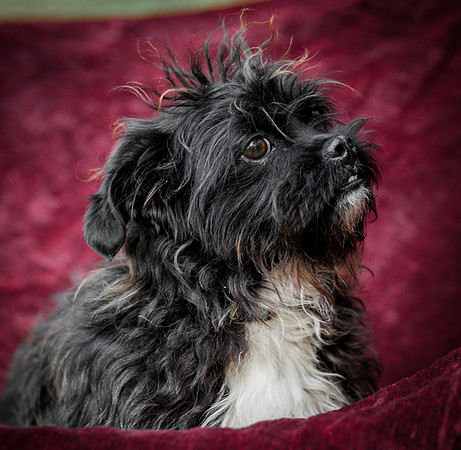 Foster Lady Elaine-8597