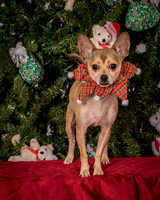 Foster Crouton-3903
