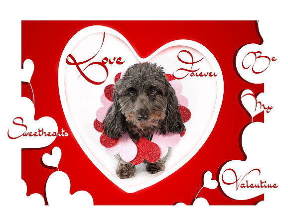GCSPCA Calendar-February