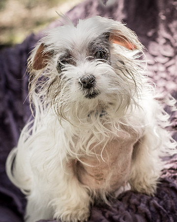 Foster Zuzu-6297