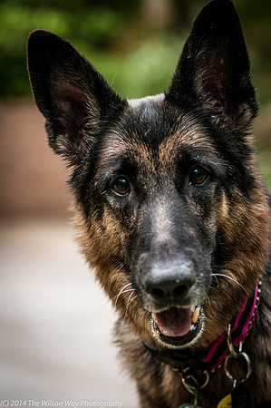 Gretchen-6571