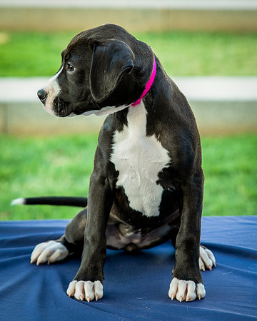 Foster Lola-9891