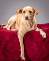 Foster June-3478