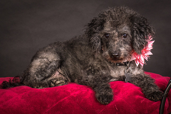Foster Mokey-1604