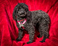 Foster Mindy-2660