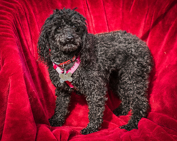 Foster Mindy-2660