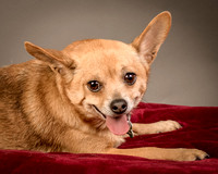 Foster Dobby-8209