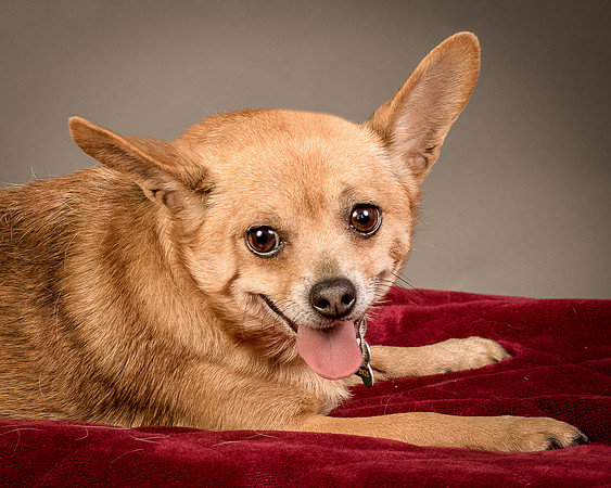 Foster Dobby-8209