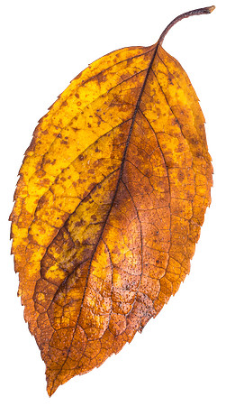 Leaf_4