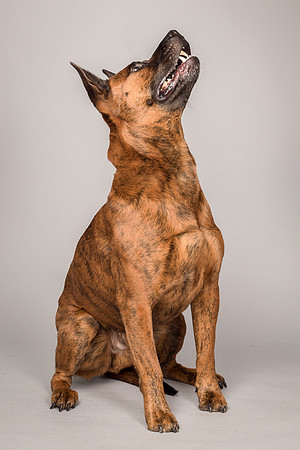Foster Beans-2275