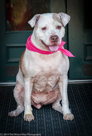 Foster Snickers-9284