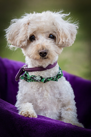 Foster Annalise-0639