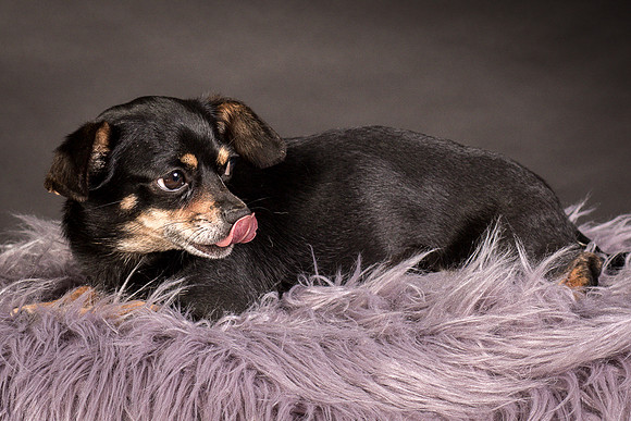 Foster Pansy-9424