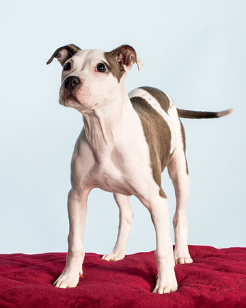 Foster Luna-4723