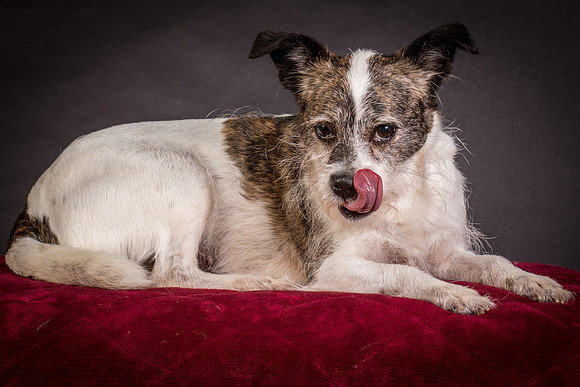 Foster Sinclair-9708