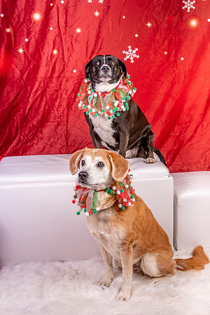 Annie n Coco-2479
