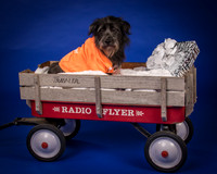 Foster Phoenix-6891