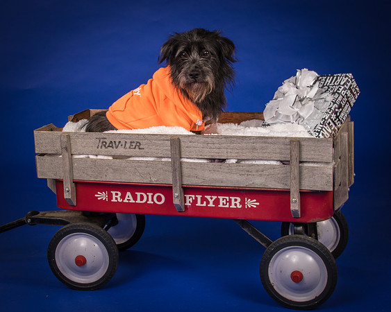 Foster Phoenix-6891