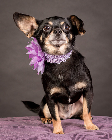 Foster Pansy-9303