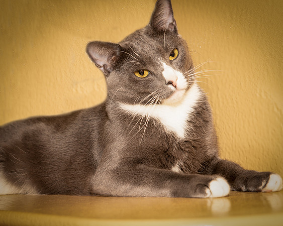 Foster Mittens-9521