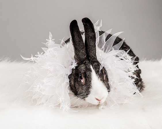 Foster Rabbit Penelope-4730