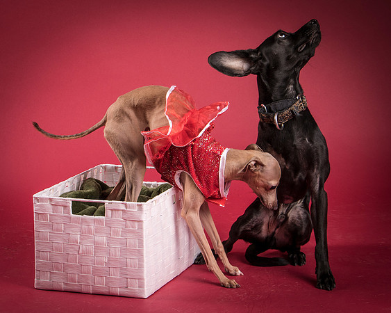 LeeLoo and Shakepearean-9166
