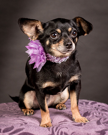 Foster Pansy-9282
