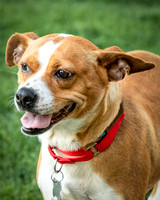 Foster Posie-9756