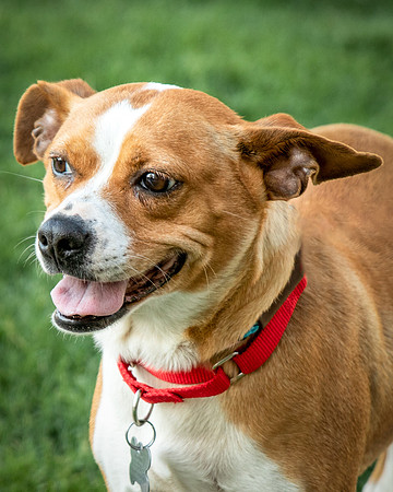 Foster Posie-9756