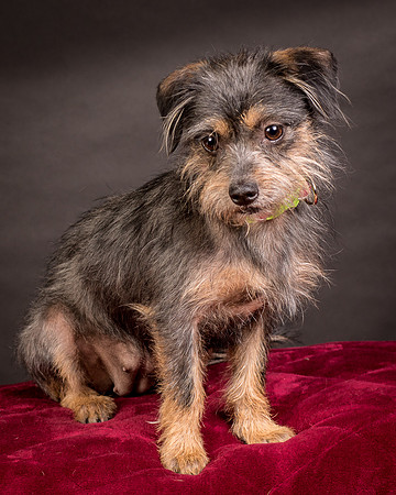 Foster Nadine-9629