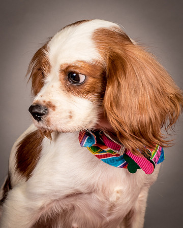 Foster josephina-3910