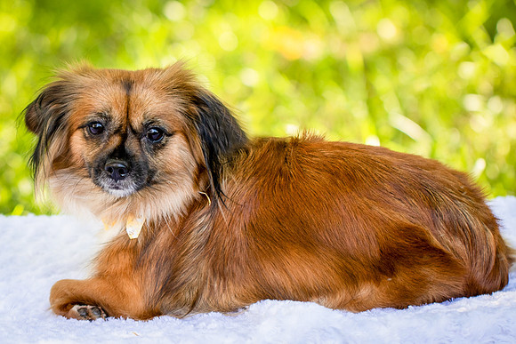 Foster Petunia-9209