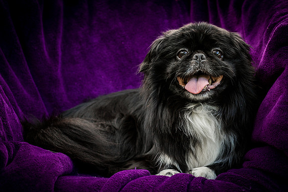 Foster Prince-0974