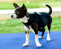 Foster Laila-9779
