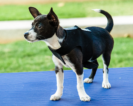 Foster Laila-9779