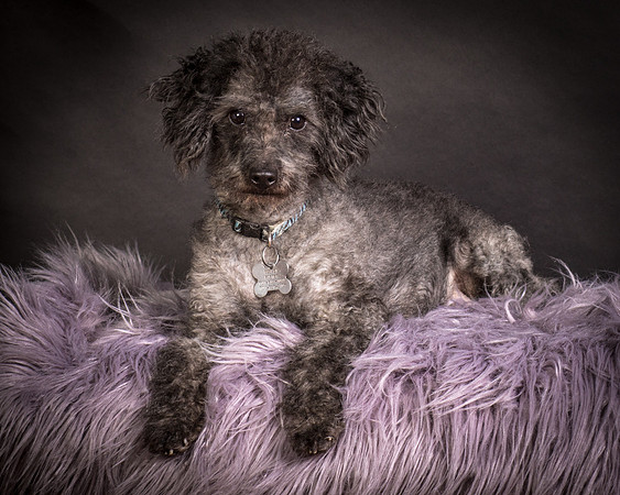 Foster Mokey-1330